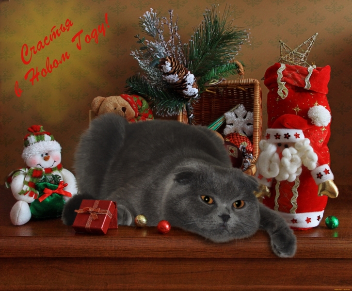 Поговорим о кошках 37 Поговорим о кошках 37