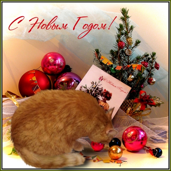 Поговорим о кошках 37 Поговорим о кошках 37