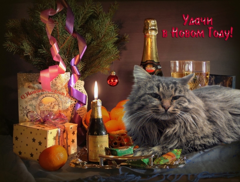 Поговорим о кошках 37