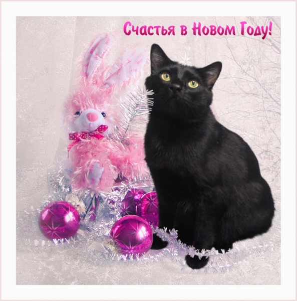 Поговорим о кошках 37