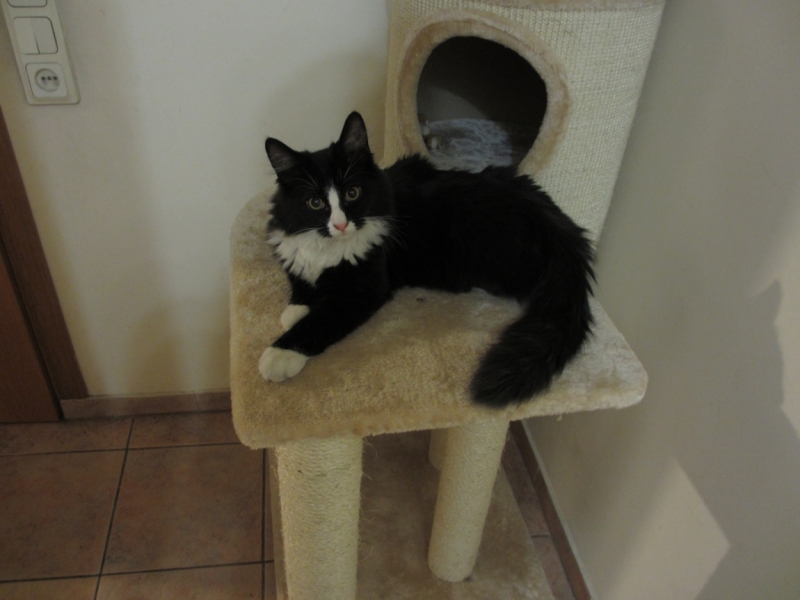 Поговорим о кошках 37