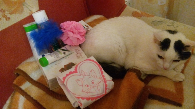 Поговорим о кошках 37