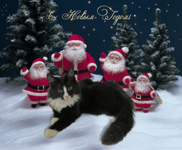 Поговорим о кошках 37