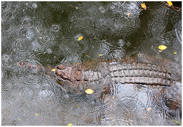 Двенадцать дней осени в городе вечного лета