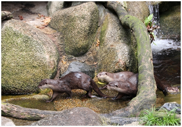 Двенадцать дней осени в городе вечного лета