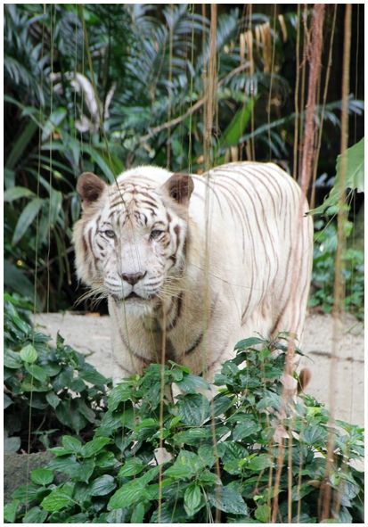 Двенадцать дней осени в городе вечного лета