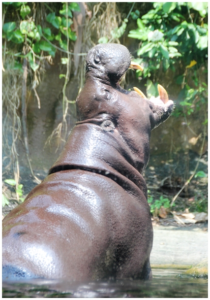 Двенадцать дней осени в городе вечного лета