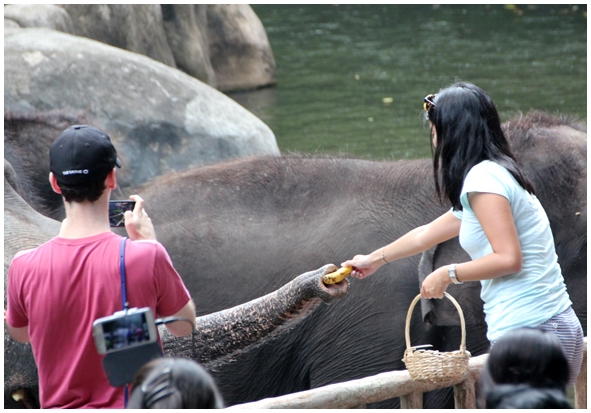 Двенадцать дней осени в городе вечного лета