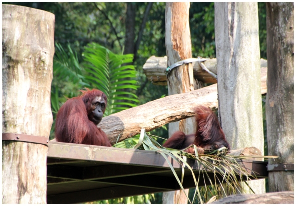 Двенадцать дней осени в городе вечного лета