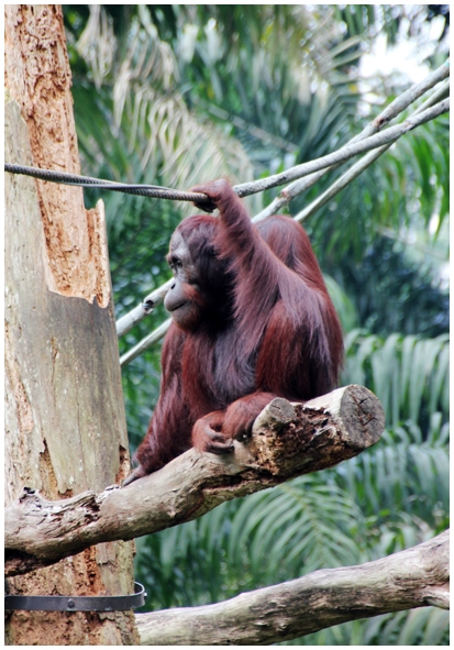 Двенадцать дней осени в городе вечного лета