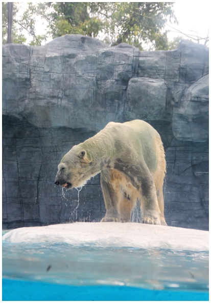 Двенадцать дней осени в городе вечного лета