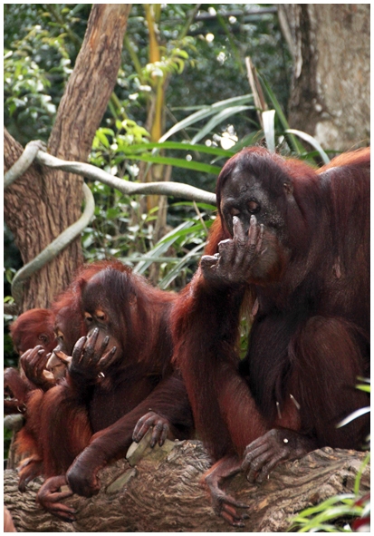 Двенадцать дней осени в городе вечного лета