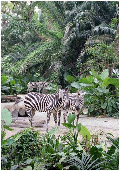 Двенадцать дней осени в городе вечного лета