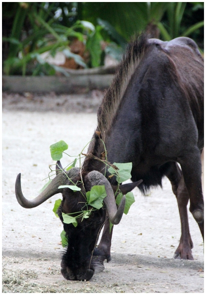Двенадцать дней осени в городе вечного лета