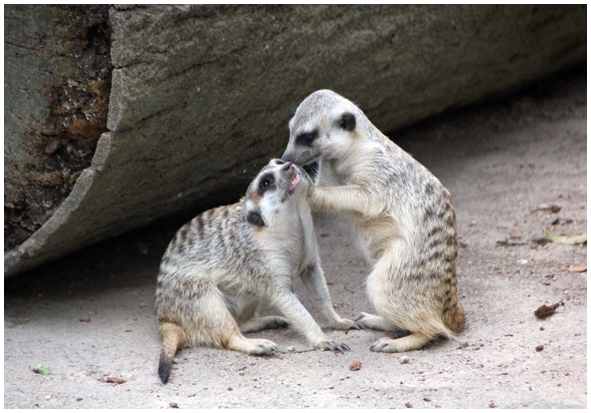 Двенадцать дней осени в городе вечного лета