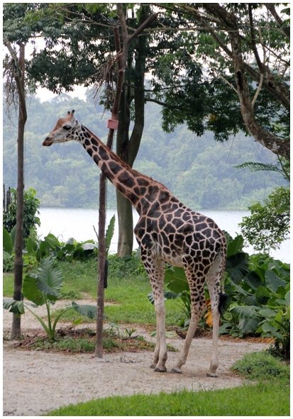 Двенадцать дней осени в городе вечного лета