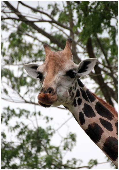 Двенадцать дней осени в городе вечного лета