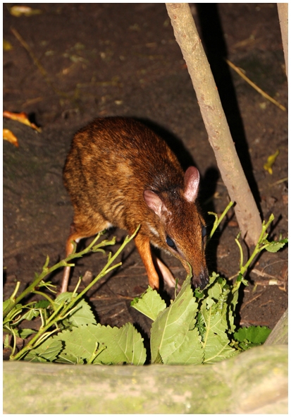 Двенадцать дней осени в городе вечного лета