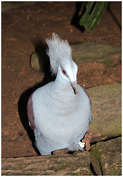 Двенадцать дней осени в городе вечного лета