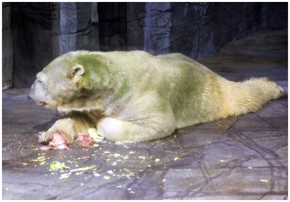 Двенадцать дней осени в городе вечного лета