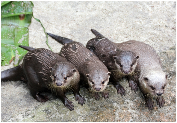 Двенадцать дней осени в городе вечного лета