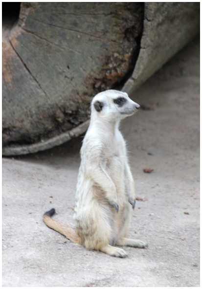 Двенадцать дней осени в городе вечного лета