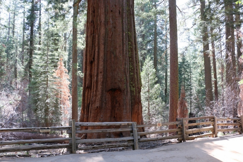 San Francisco и Yosemite Park: последняя неделя августа 2015