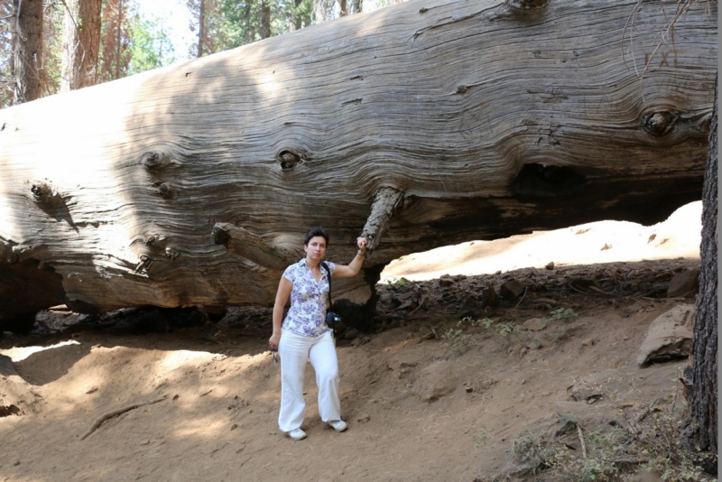 San Francisco и Yosemite Park: последняя неделя августа 2015