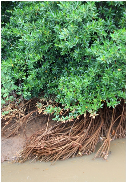 Двенадцать дней осени в городе вечного лета