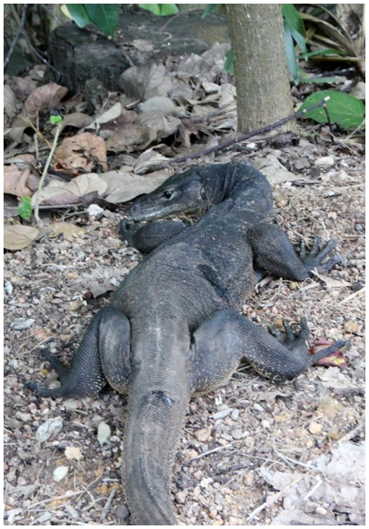 Двенадцать дней осени в городе вечного лета