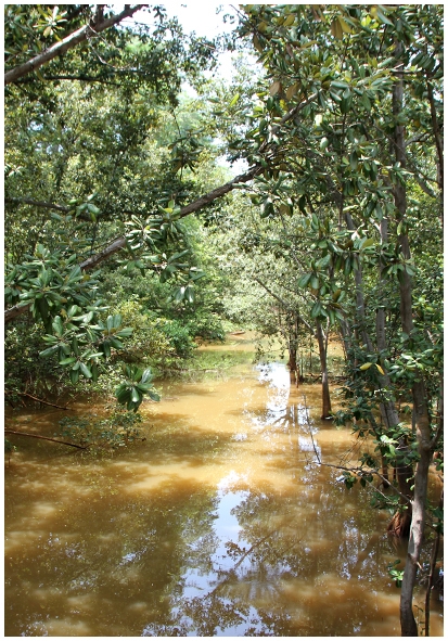 Двенадцать дней осени в городе вечного лета