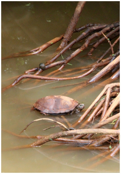 Двенадцать дней осени в городе вечного лета