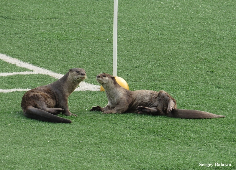 Азиадские штучки Queen-pig, тук-тук и хот-дог по-хайнаньски в круизе Voyager of the Seas