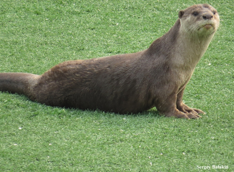 Азиадские штучки Queen-pig, тук-тук и хот-дог по-хайнаньски в круизе Voyager of the Seas