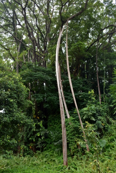 Азиадские штучки Queen-pig, тук-тук и хот-дог по-хайнаньски в круизе Voyager of the Seas