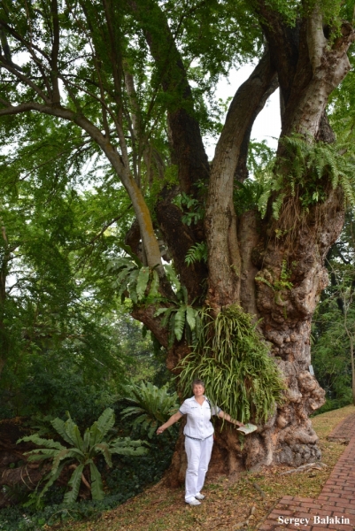 Азиадские штучки Queen-pig, тук-тук и хот-дог по-хайнаньски в круизе Voyager of the Seas