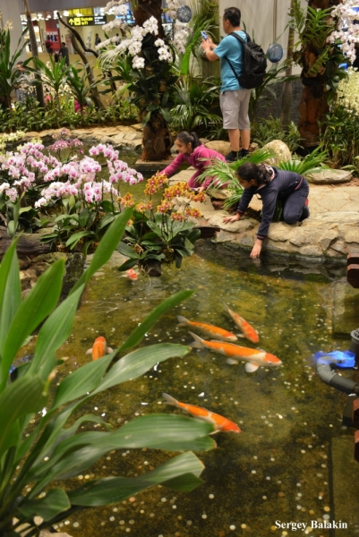 Азиадские штучки Queen-pig, тук-тук и хот-дог по-хайнаньски в круизе Voyager of the Seas