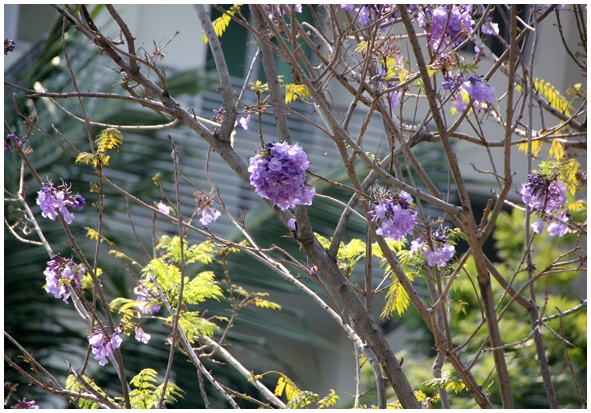 Двенадцать дней осени в городе вечного лета