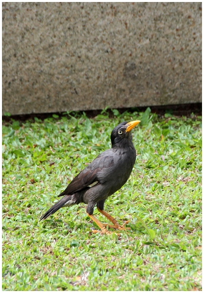 Двенадцать дней осени в городе вечного лета