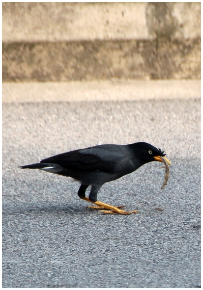 Двенадцать дней осени в городе вечного лета