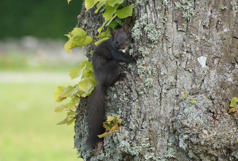 Фотографии животного мира