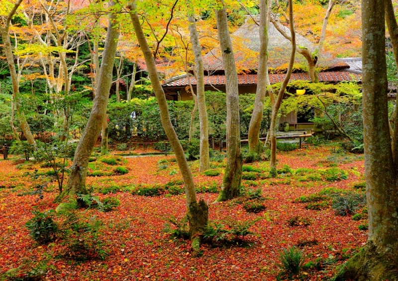 Лучшие достопримечательности Японии в сезон момидзи: Tokyo-Nagoya(Obara,Korankei)-Kyoto-Nara-Osaka