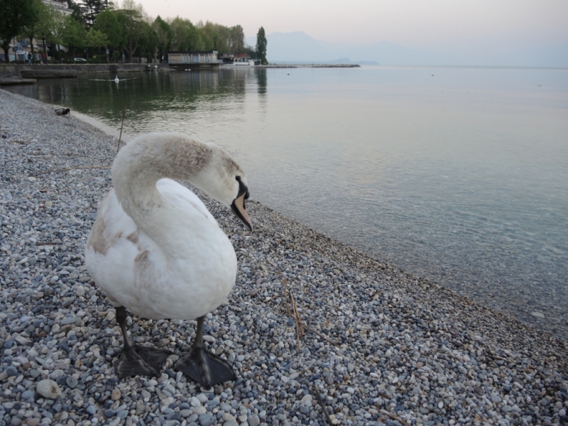 Озеро Гарда, апрель 2015г.