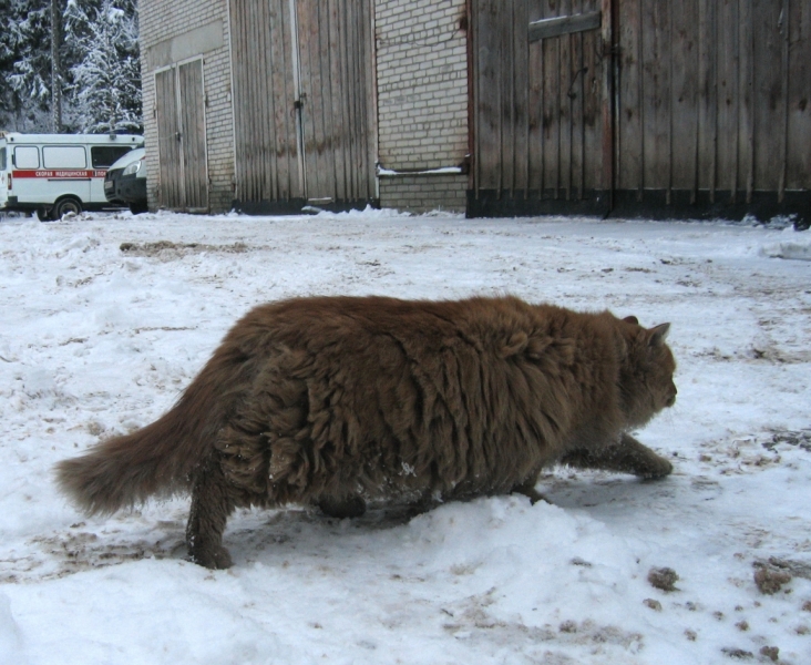 Кошки в нашей жизни. Кошки и все, что с ними связано.