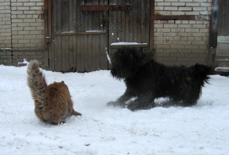 Кошки в нашей жизни. Кошки и все, что с ними связано.