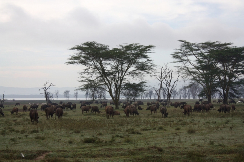 Кения (Сафари) октябрь-ноябрь 2015. Фото-видео отчет о самостоятельном путешествии.