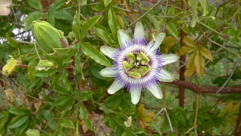 Бергамо-Милан-Генуя-Дезенцано-дель-Гарда-Assenza