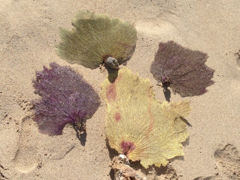 Первый ОФ круиз с Норвежской Брюквой по Карибам: Norwegian Breakaway 3-17 января 2016