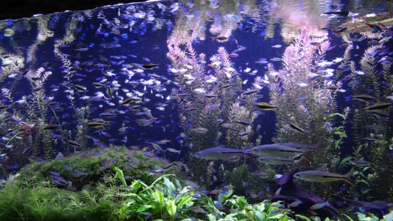 Китайский экспресс на новый год 2016 или 5000 км по Китаю