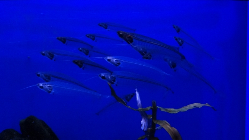 Китайский экспресс на новый год 2016 или 5000 км по Китаю